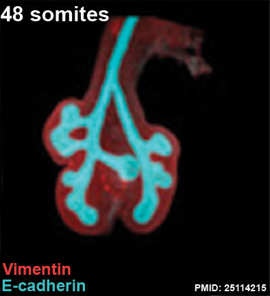 File:Mouse respiratory 48 somites.jpg