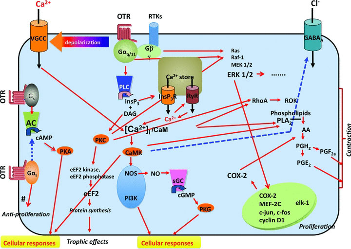 File:Oxytocin receptor pathways.jpg