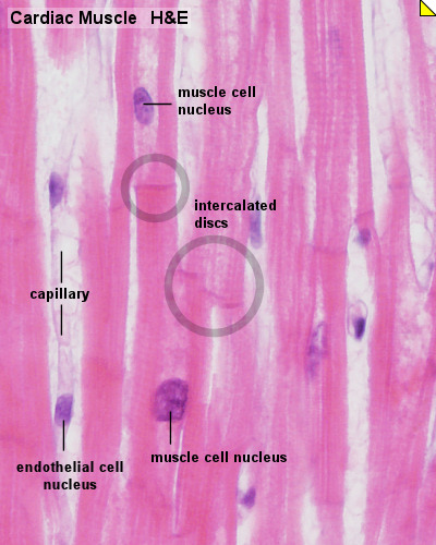 Cardiac Muscle Histology Embryology