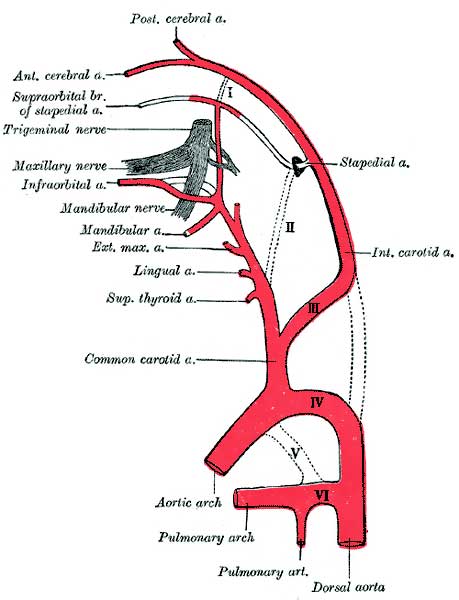Stapedial Artery
