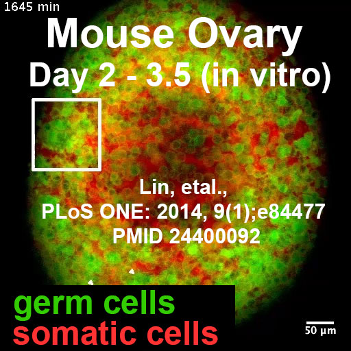 File:Mouse newborn ovary day 2-3.5.jpg