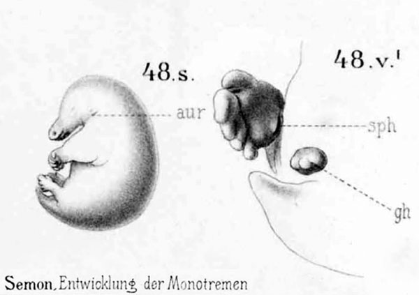 File:Echidna historic embryology 48.jpg