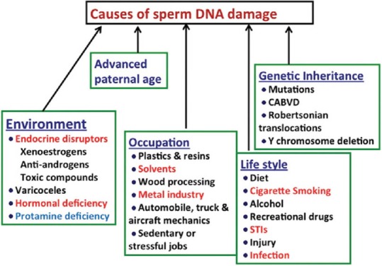 File:Causes of Increased DNA Damage.jpg