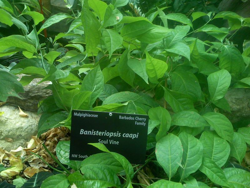File:Banisteriopsis caapi vine.jpg