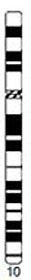 File:Human idiogram-chromosome 10.jpg