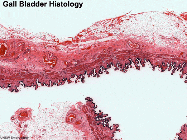 File:Gall bladder histology 005.gif - Embryology