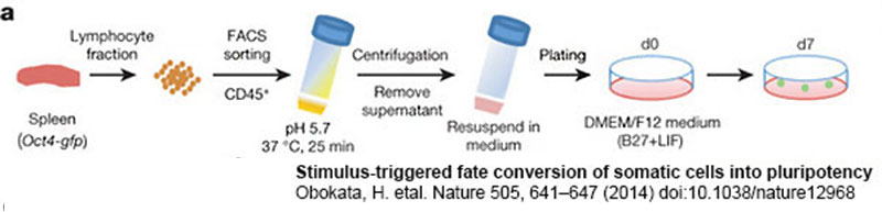 File:Stimulus-triggered acquisition of pluripotency 01.jpg