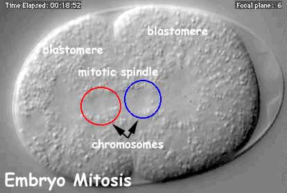 File:Embryo mitosis icon.jpg