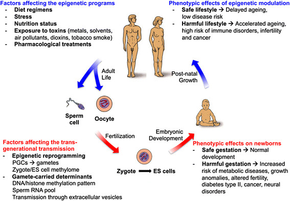 File:Epigenetic factors Influencing Human Development.jpg