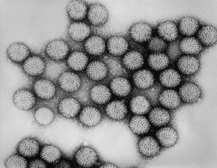 Rotavirus (CDC)