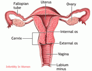 Woman's Uterus.gif