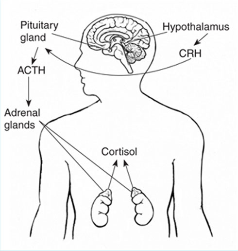 File:Hypothalamus pituitary adrenal pathway cartoon.jpg