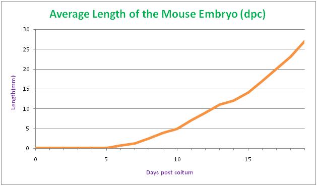 File:Average length of the mouse embryo.JPG