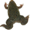 Frog-icon.png