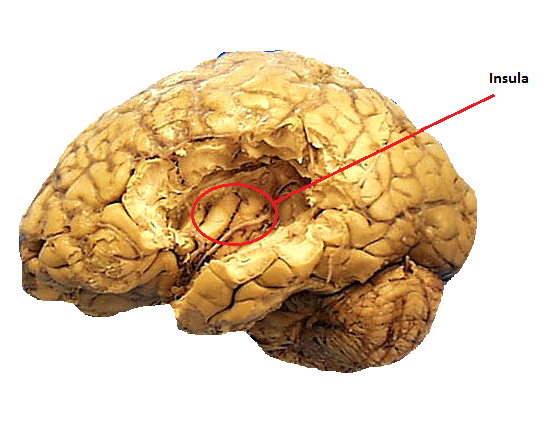 File:Primary gustatory cortex.png - Embryology