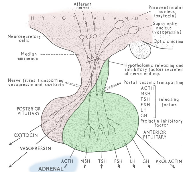 File:Hypothalamus pituitary adrenal cartoon.jpg