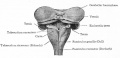 Dorsal view of the cerebellum and medulla of a 5 months' human fetus. (Kollmann)