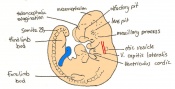 Day 10 The posterior neuropore closes and formation of the hind limb bud and tail bud occurs. there are 30 - 34 somites present and the embryo is 3.1 - 3.9mm