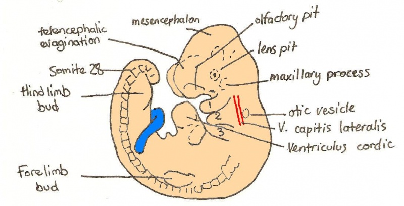 File:Day 10 Closure of posterior neuropore, hind limb bud and tail bud.JPG