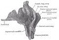 1023 Right parotid gland (anterior and deep aspects)