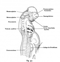 Shark Development - Embryology
