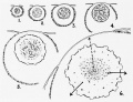 Normal nuclear growth cycle of the ovum of Rana pipiens