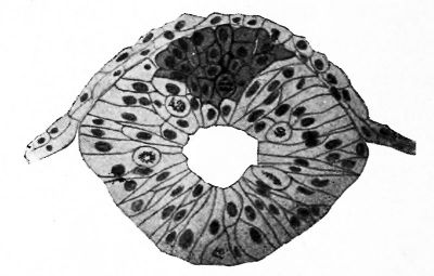 Transverse section of the neural tube of Amblystoma punctatum
