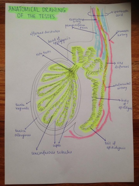 File:Labelled Drawing of Testes.jpeg