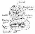 Human Fetus 7.5 cm CRL