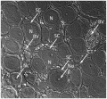 Z5229438 DRG neurons and satellite cells. Image source not correctly cited.