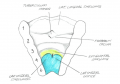 Larynx 4 and 6th pharyngeal arches. Z3330991 Good clear student drawn image, could have benefited from more information in the caption area relation to the respiratory system. File naming not appropriate for this image.
