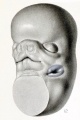 1922 Embryo 18 mm reconstruction model, Carnegie Embryo 1390