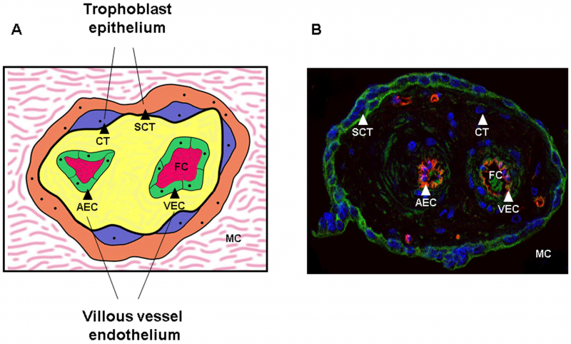 File:Trophoblast and villous epithelium of the placenta.png