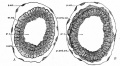 Bailey Fig. 62. Cross sections of an egg-cylinder of the white rat, 8 days and 17 hours after insemination