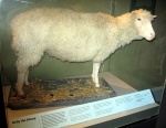 Dolly the sheep.jpg