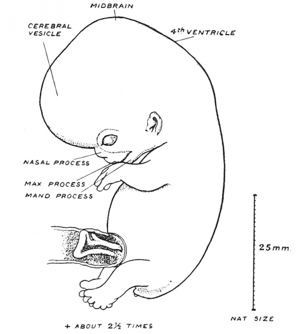 Fig. 46 Outline of a Foetus 22 mm. long, and at the end of the 2nd month of development.