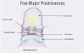 Diagram Shows 5-week embryo with five major prominences