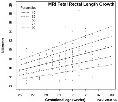 Fetal rectum growth graph.jpg