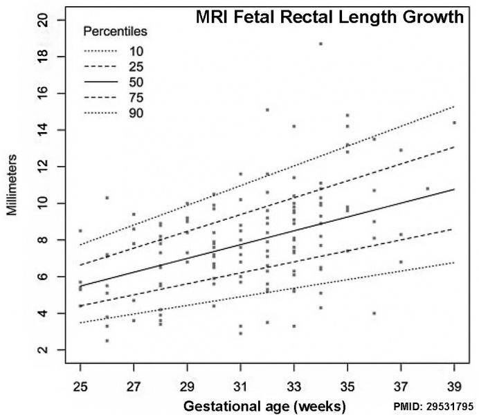 File:Fetal rectum growth graph.jpg