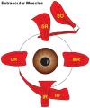 Fig 9 Extraocular Muscles