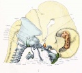 Skull - Lateral aspect and cervical vertebrae with brain and cervical cord and hypophysis.