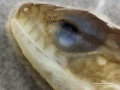 Lizard embryo 06.jpg