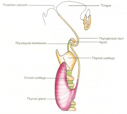 thyroid development