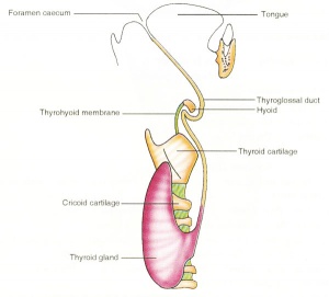 Thyroid-development-cartoon.jpg