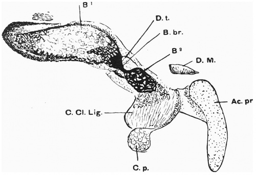 alt = Fig. 5. Semi-horizontal section of right clavicle of a 19 mm embryo