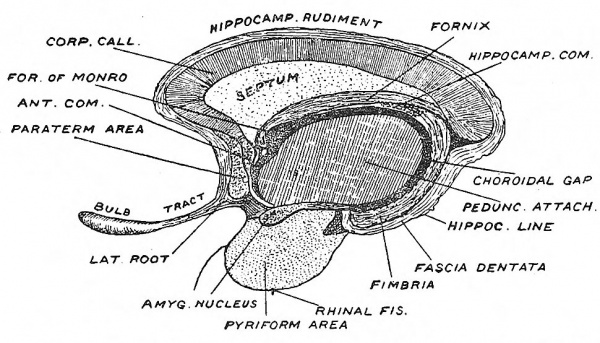 Fig. 118 structures formed in the Lamina Terminalis and Primitive Callosal Gyrus.