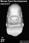 Mouse face microCT 01.jpg