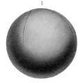 Fig. 1. (X 10.) Side view of egg 1 day 4 hrs. after deposition. The first cleavage groove has reached the lower pole of the egg. Second grooves extend to level of the equator of the egg.
