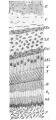 Fig. 264. Section through a developing molar tooth of Didelphys