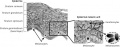 Fig 4 skin epidermis melanocyte Z5229132 All information correct and related to project.